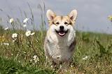 CORGI PEMBROKE 404